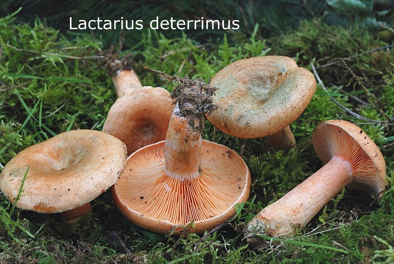Lactarius deterrimus-amf1092.jpg - Lactarius deterrimus ; Syn1: Lactarius deliciosus var. deterrimus ; Syn2: Lactarius deliciosus var.piceae ; Nom français: Lactaire de l'épicéa, Lactaire détestable